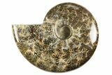 Polished Cretaceous Ammonite (Cleoniceras) Fossil - Madagascar #303956-1